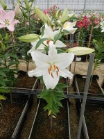 [4497 PO85 Iceking No01.JPG]